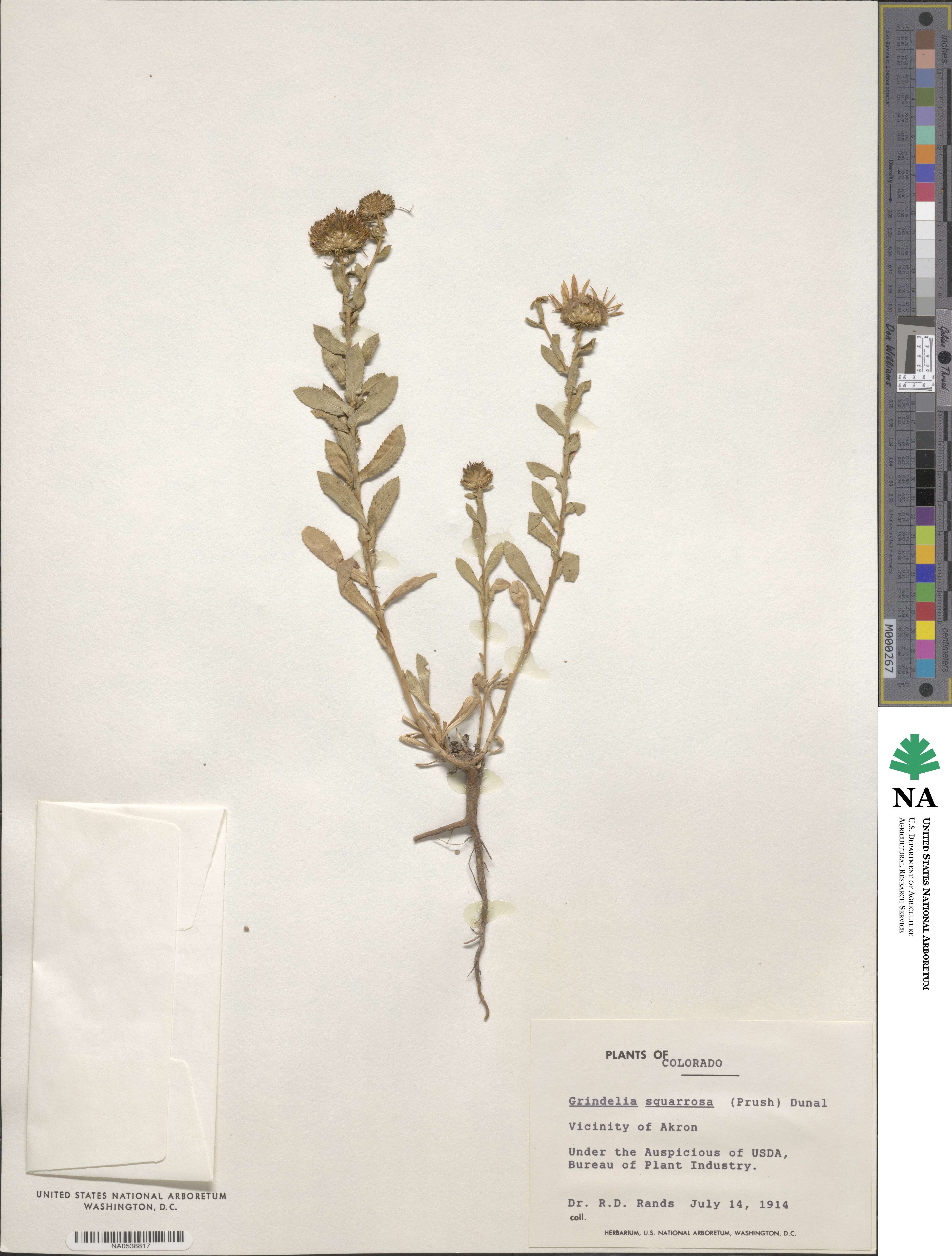 Grindelia squarrosa image