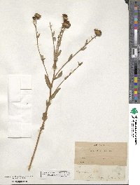 Grindelia hirsutula image