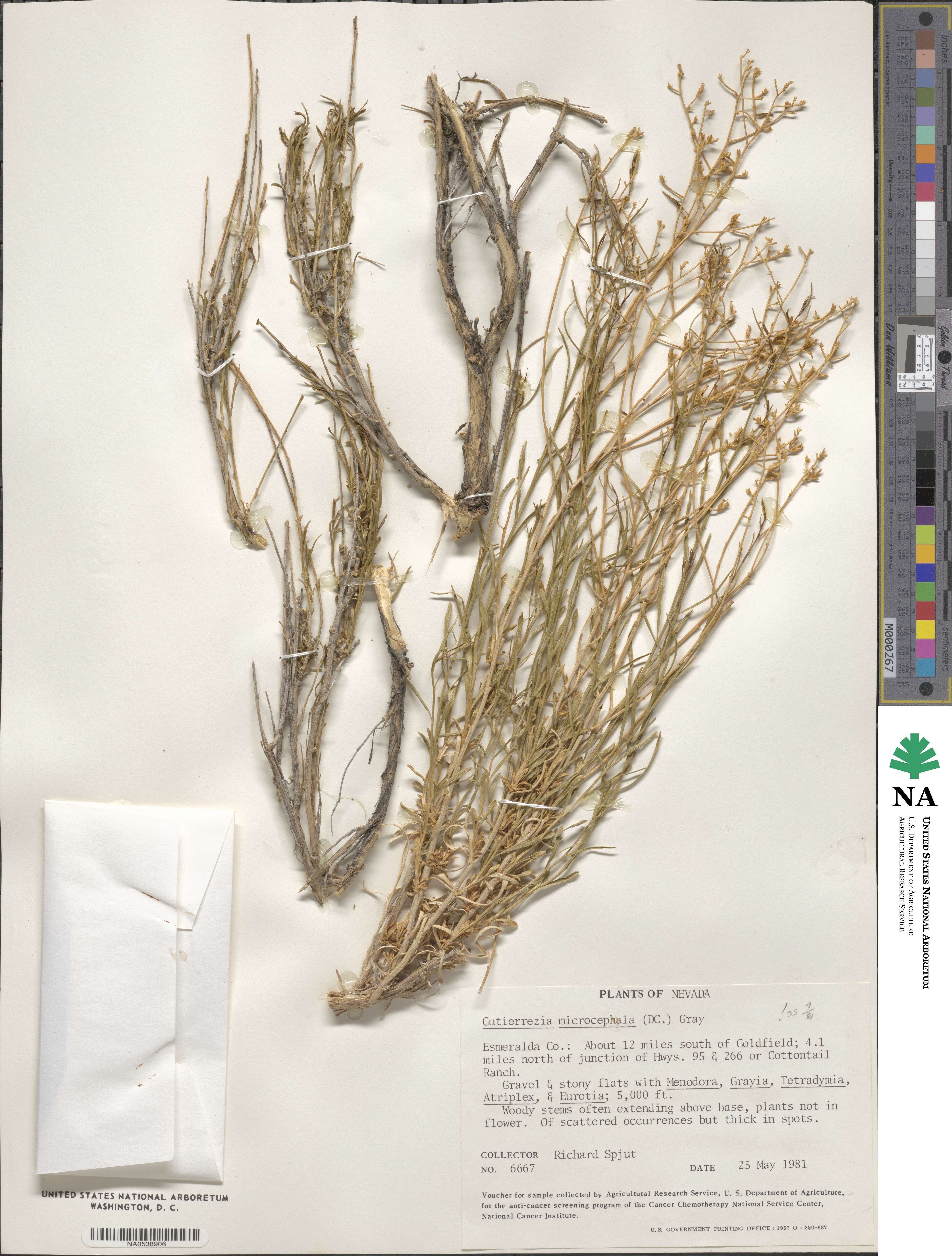 Gutierrezia microcephala image