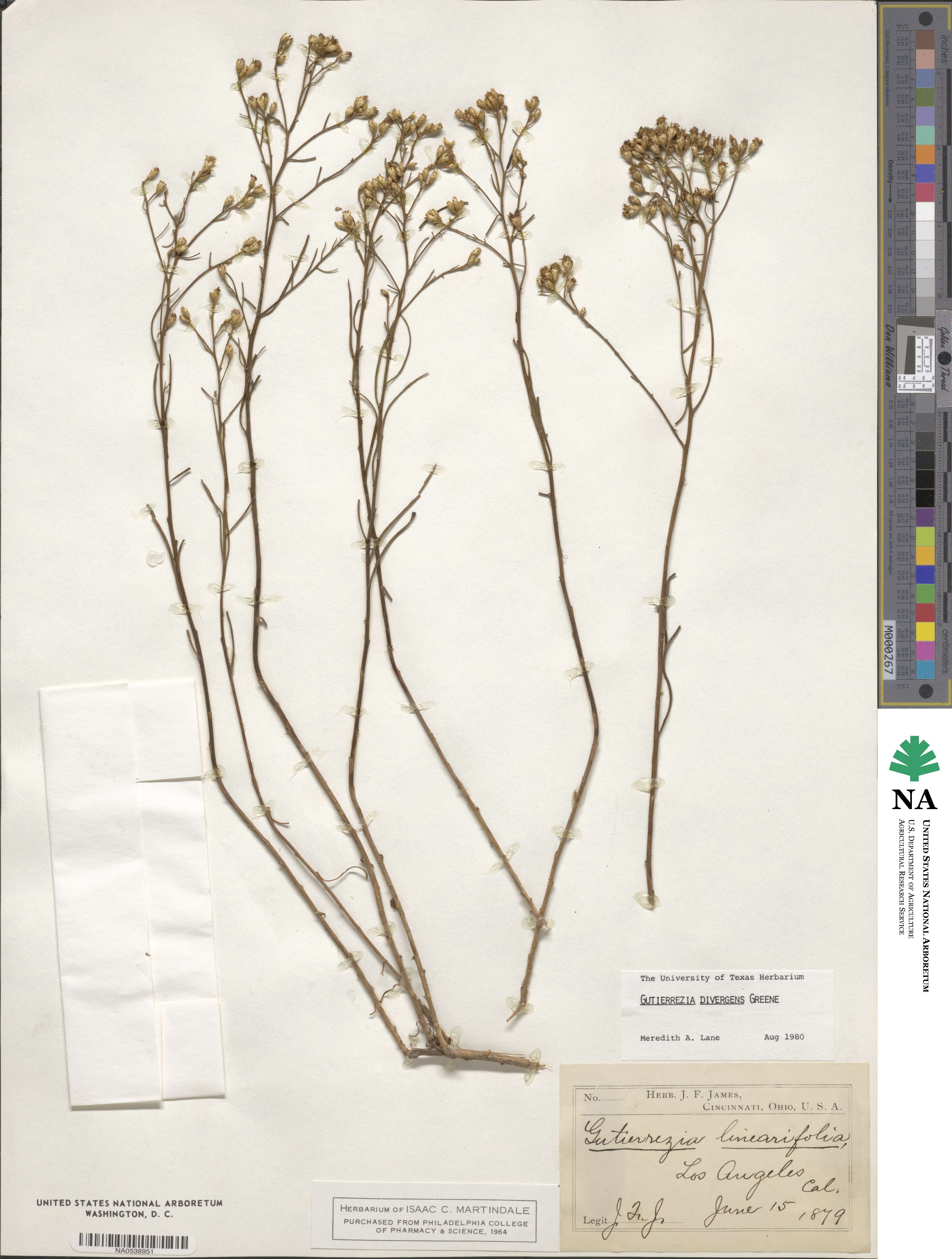 Gutierrezia californica image