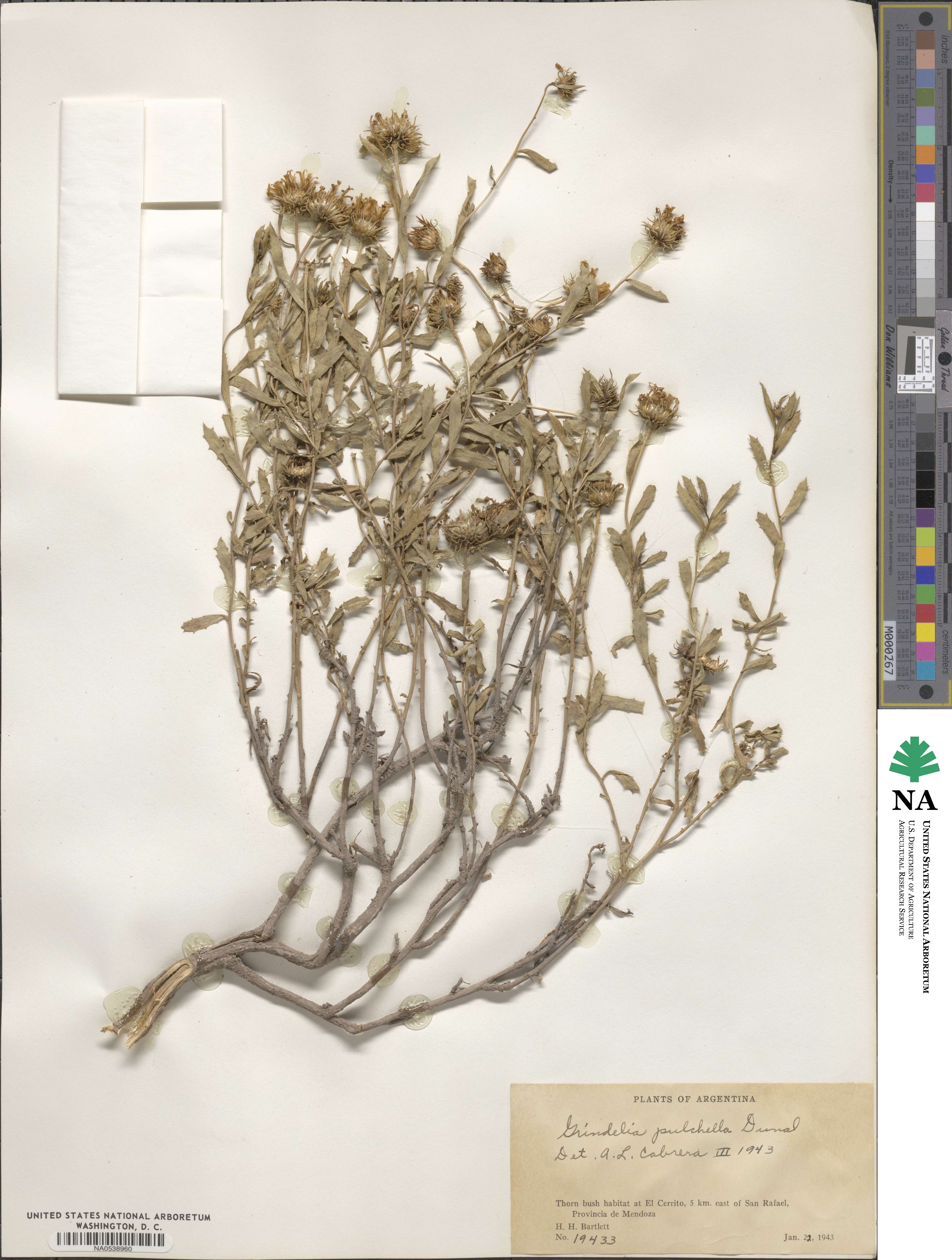 Grindelia pulchella image