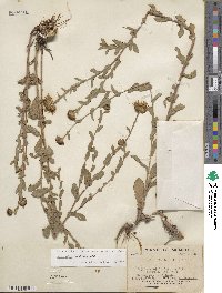 Grindelia inuloides image