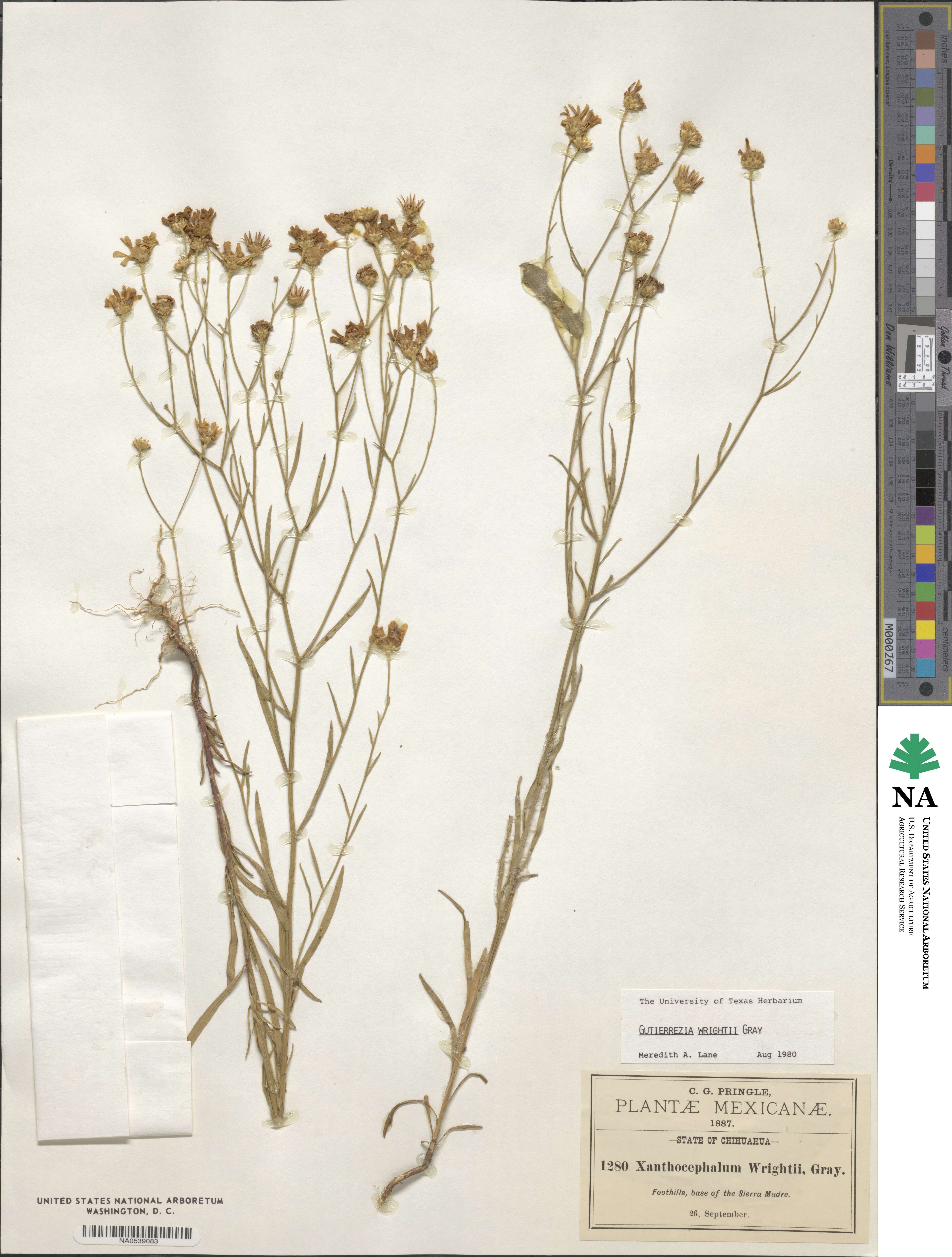 Gutierrezia wrightii image