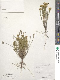 Gutierrezia sarothrae image