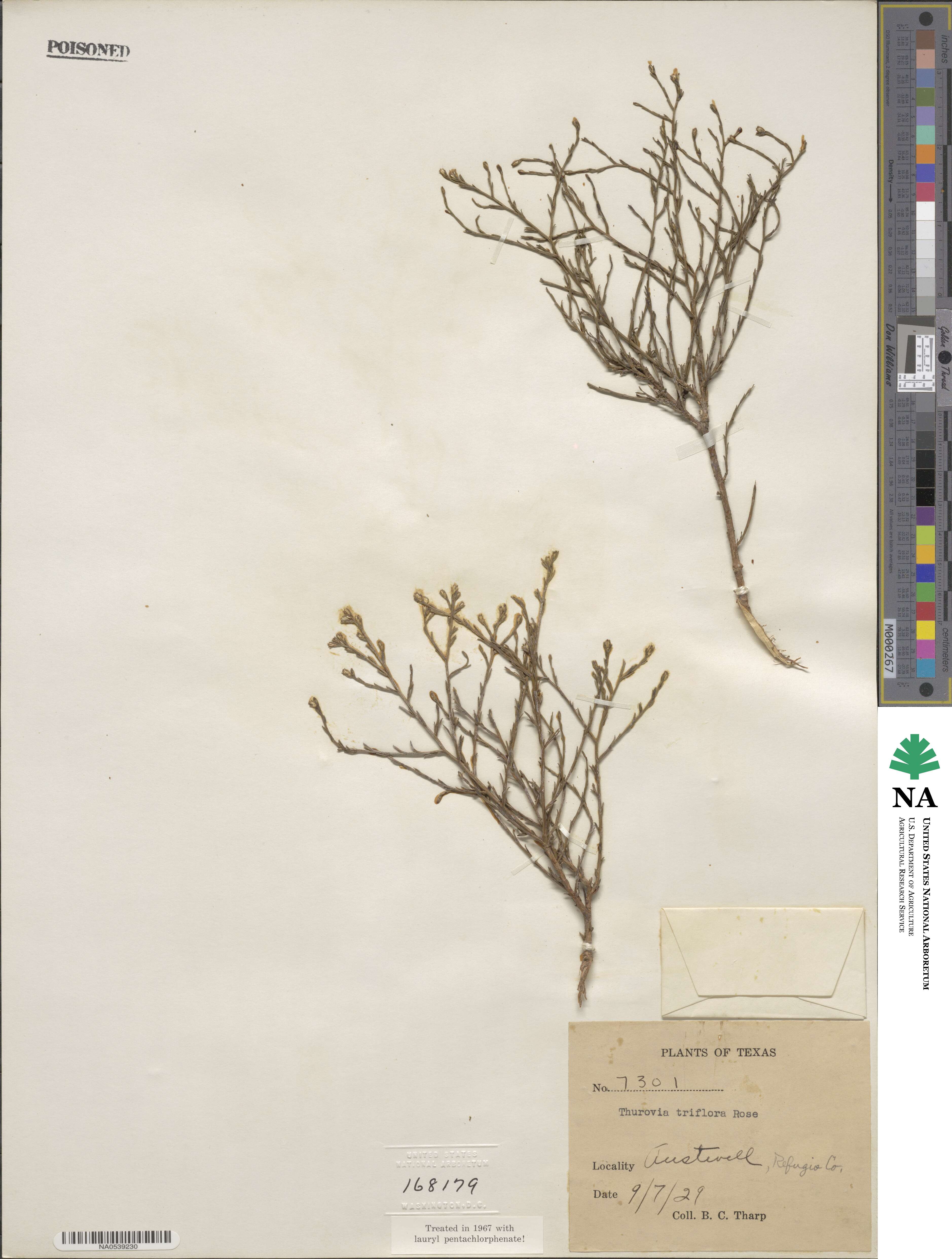 Thurovia triflora image