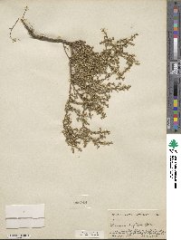 Thurovia triflora image