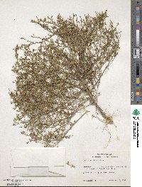 Thurovia triflora image