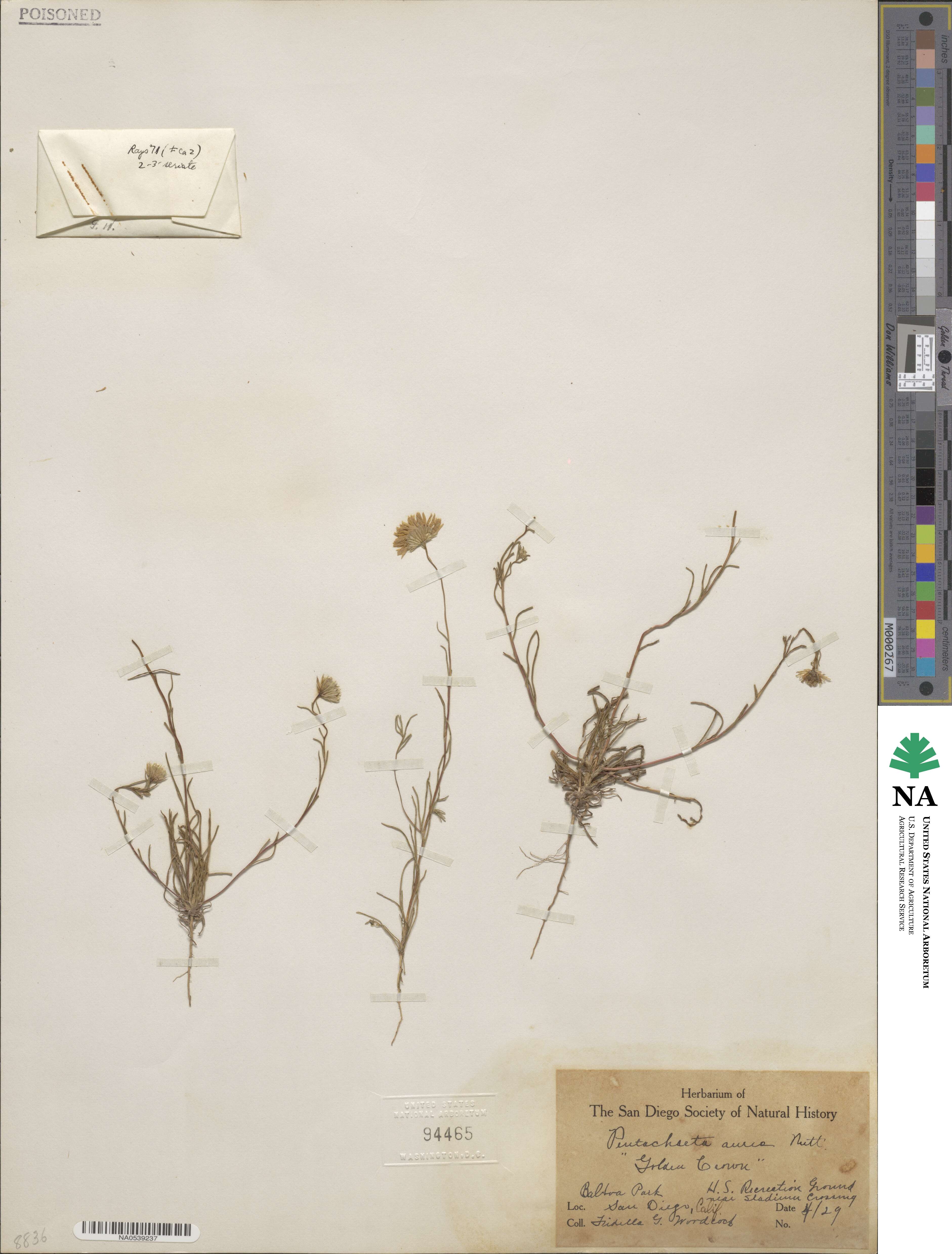 Pentachaeta aurea image