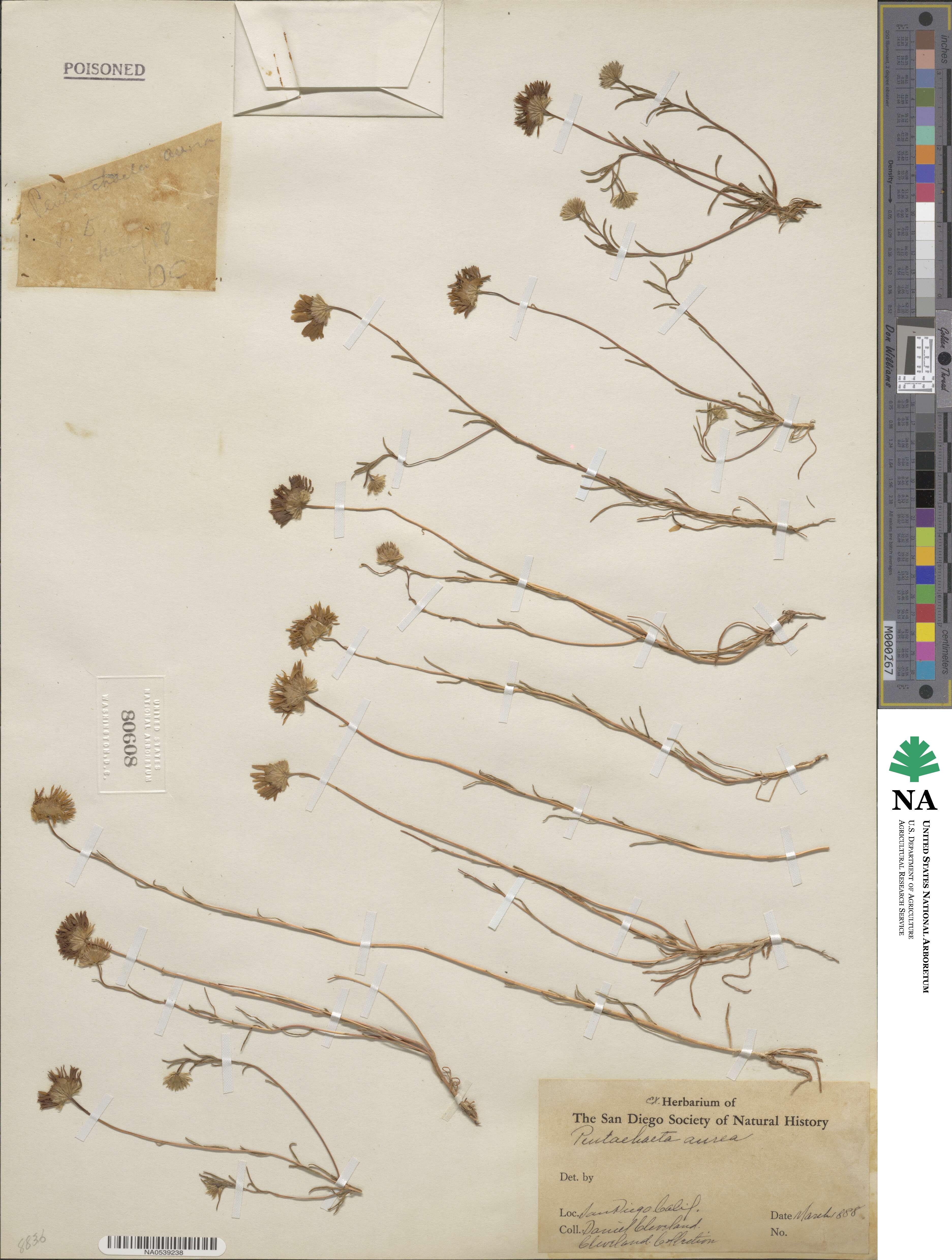 Pentachaeta aurea image