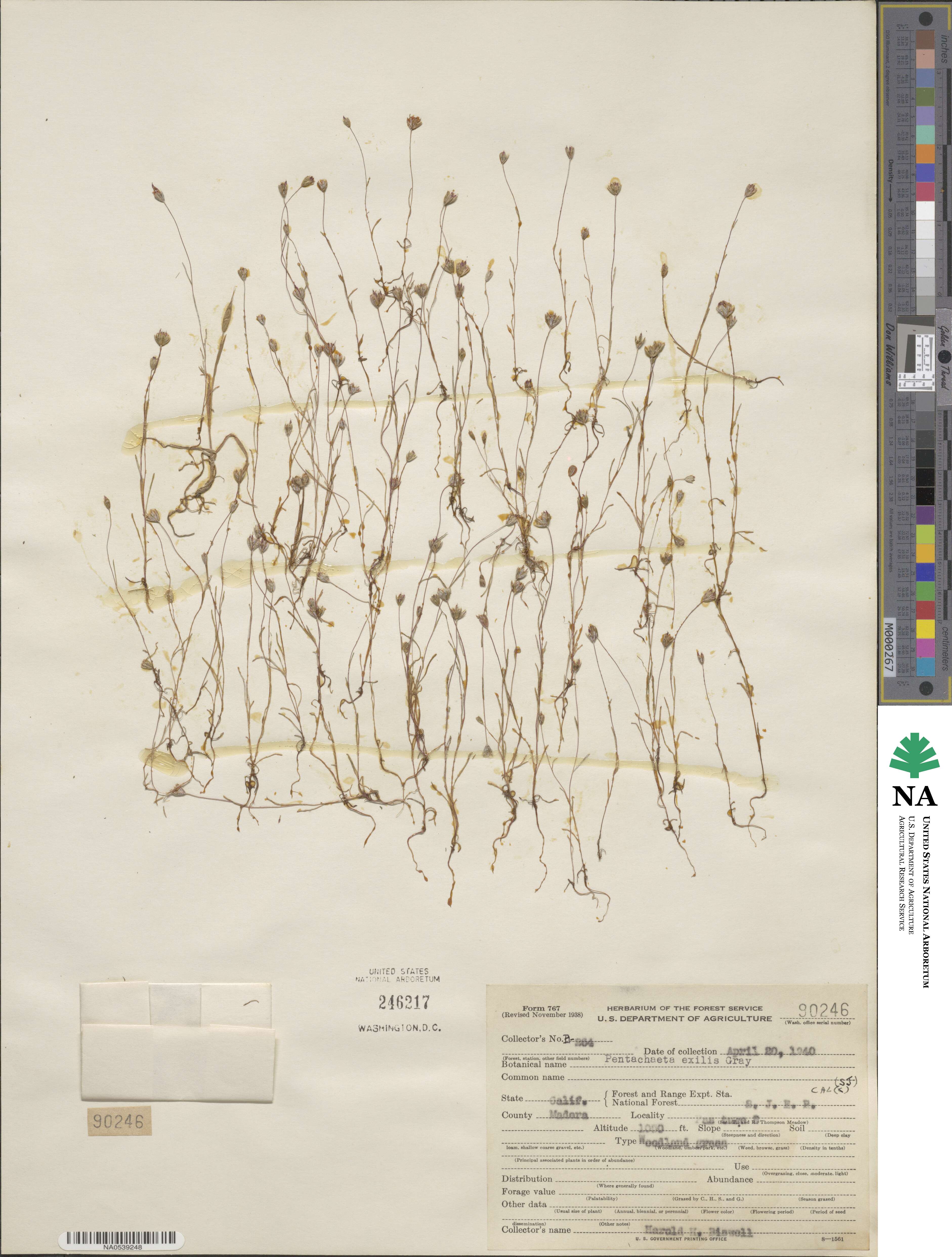 Pentachaeta exilis image