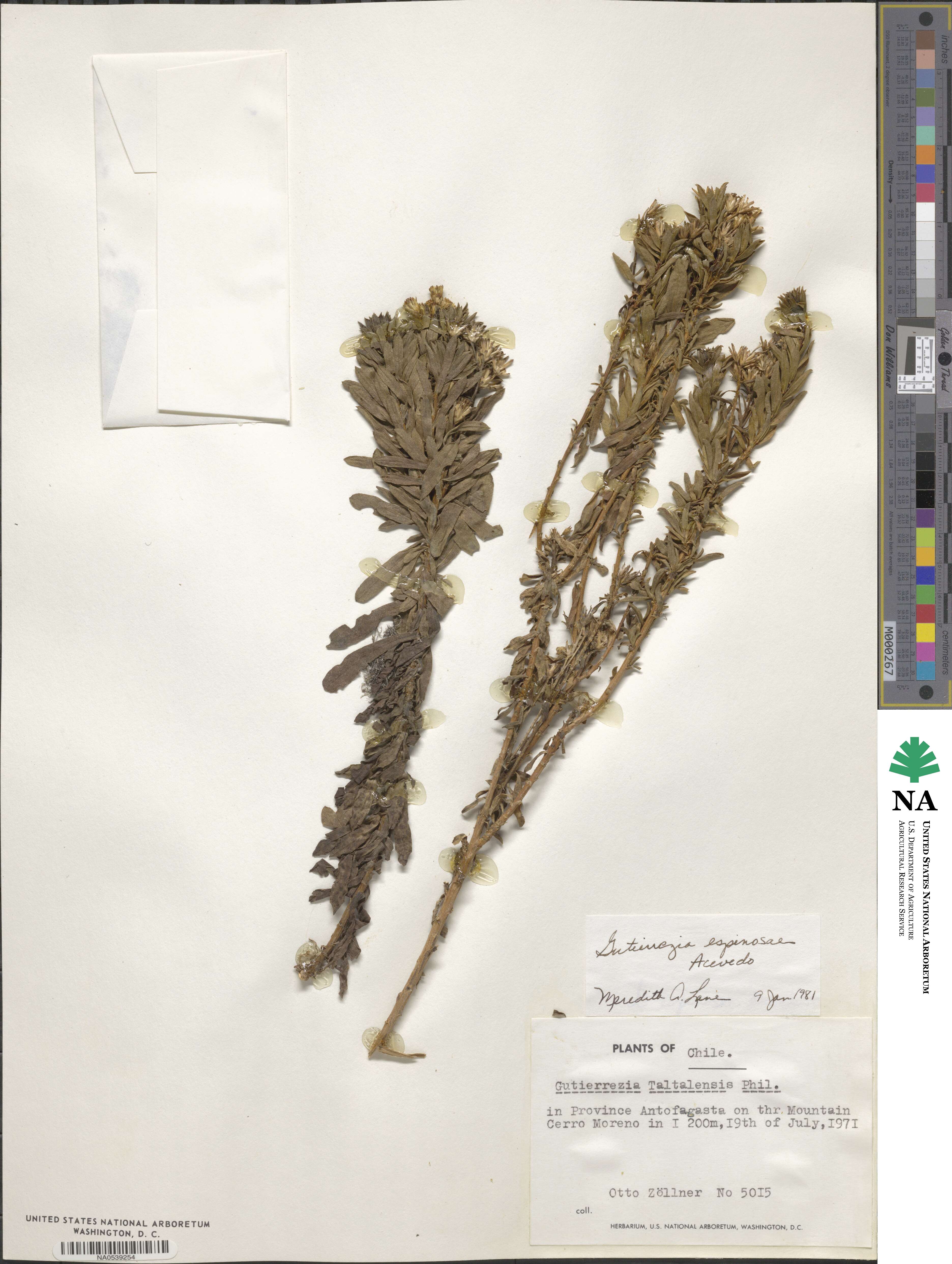 Gutierrezia espinosae image