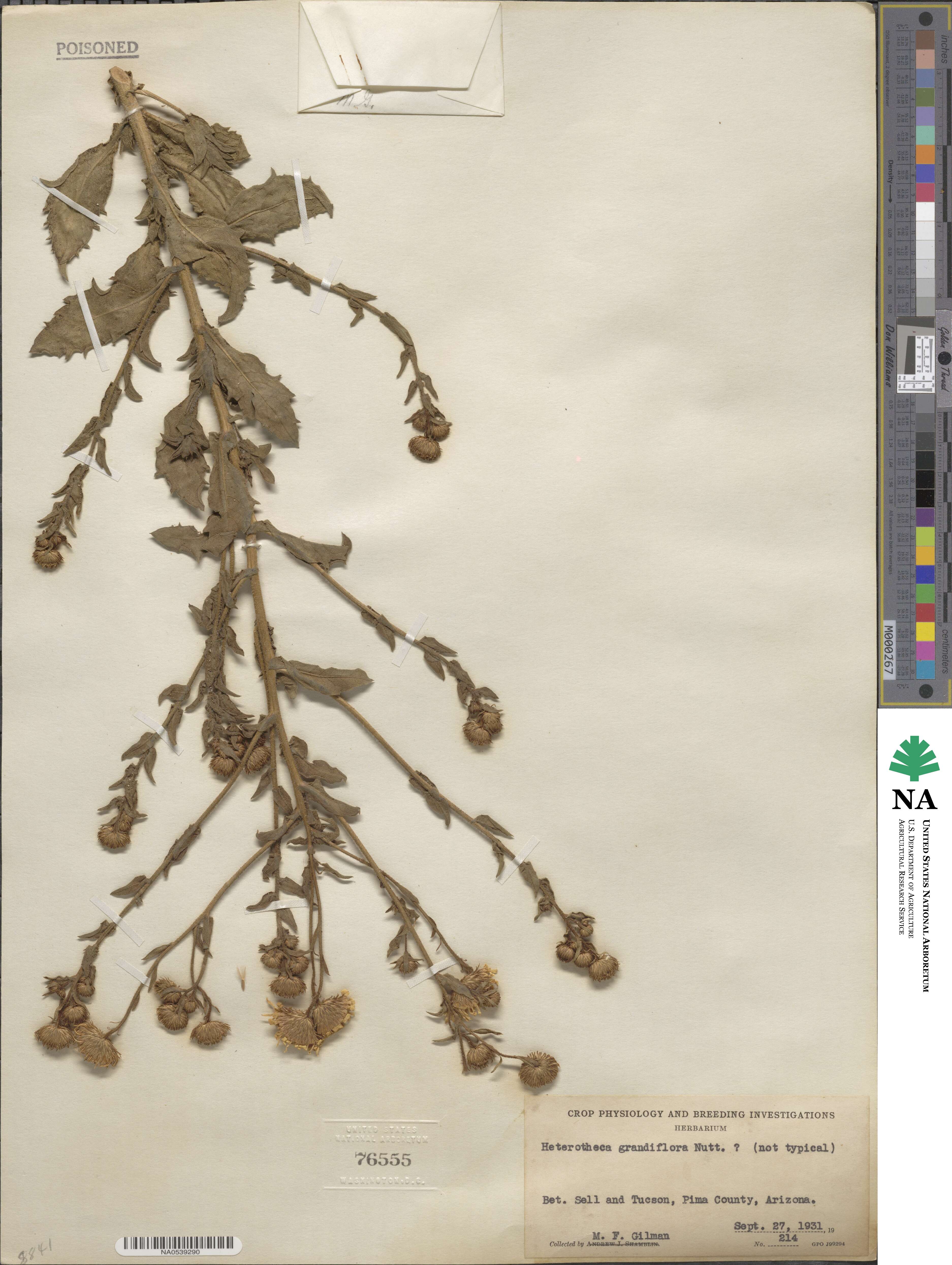 Heterotheca grandiflora image