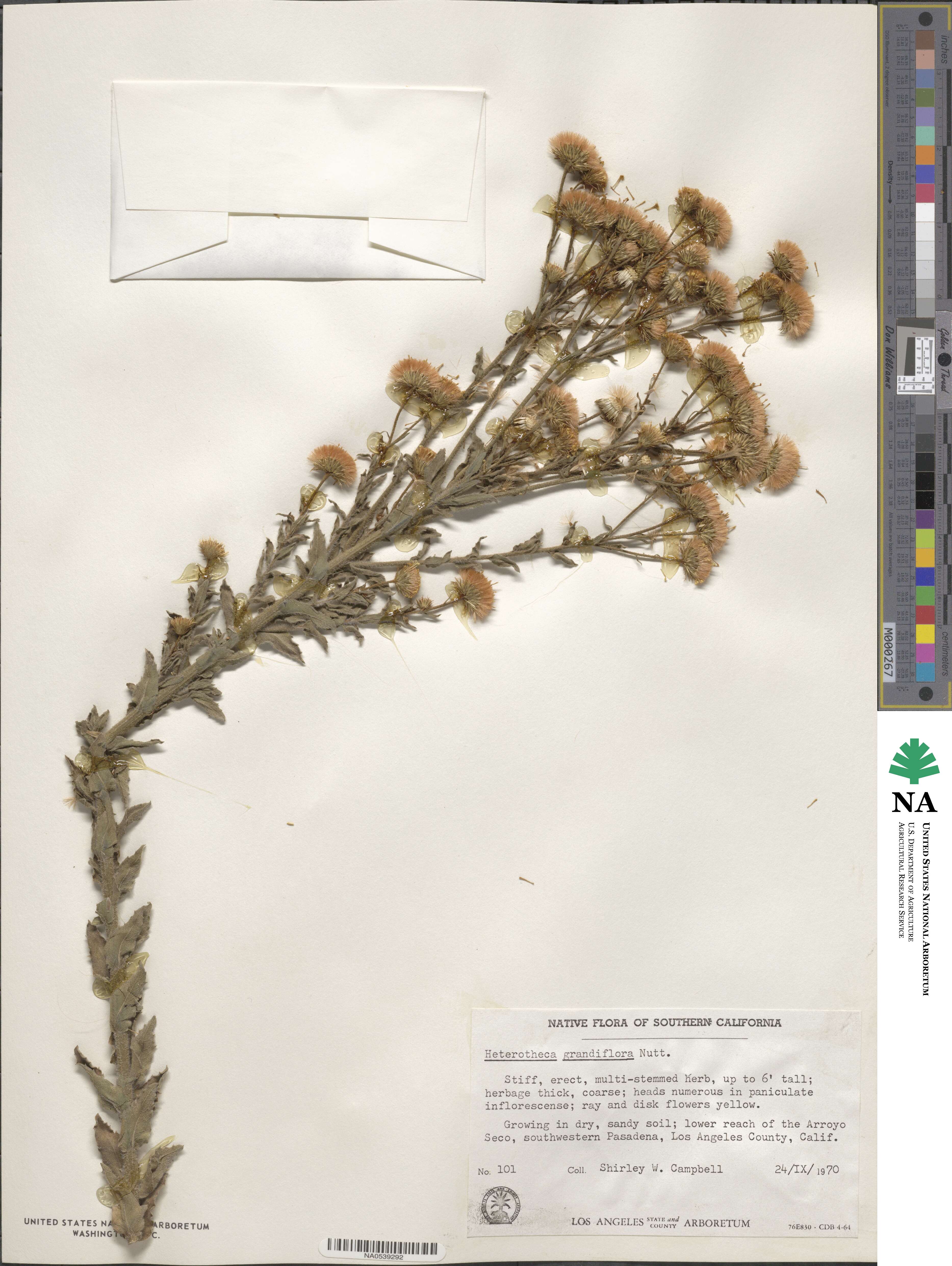 Heterotheca grandiflora image