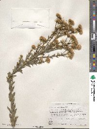 Heterotheca grandiflora image