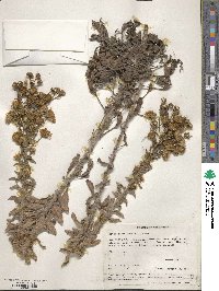 Heterotheca grandiflora image