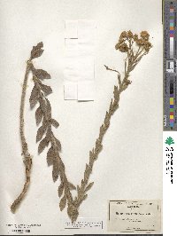 Heterotheca grandiflora image