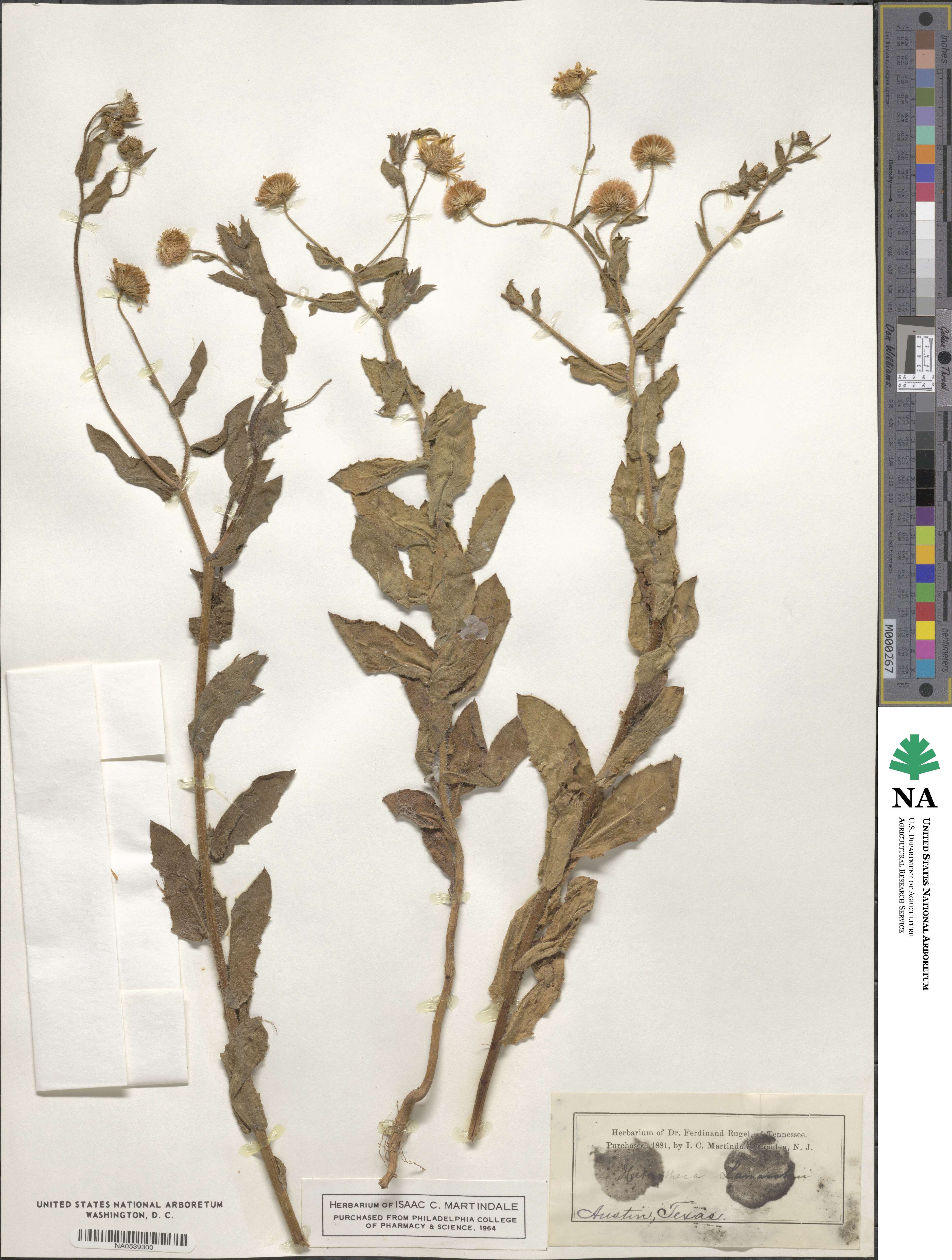 Heterotheca subaxillaris image