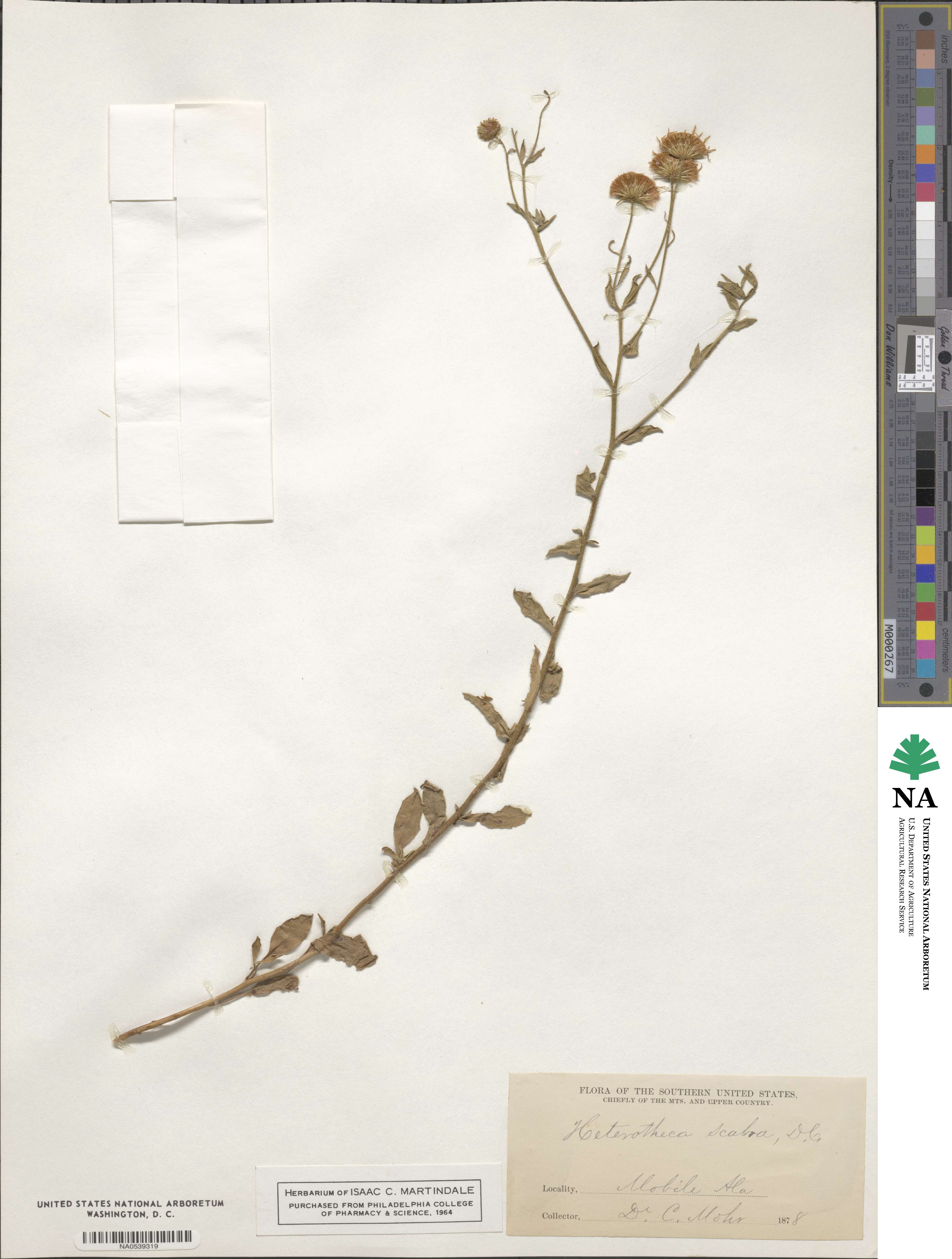 Heterotheca subaxillaris image