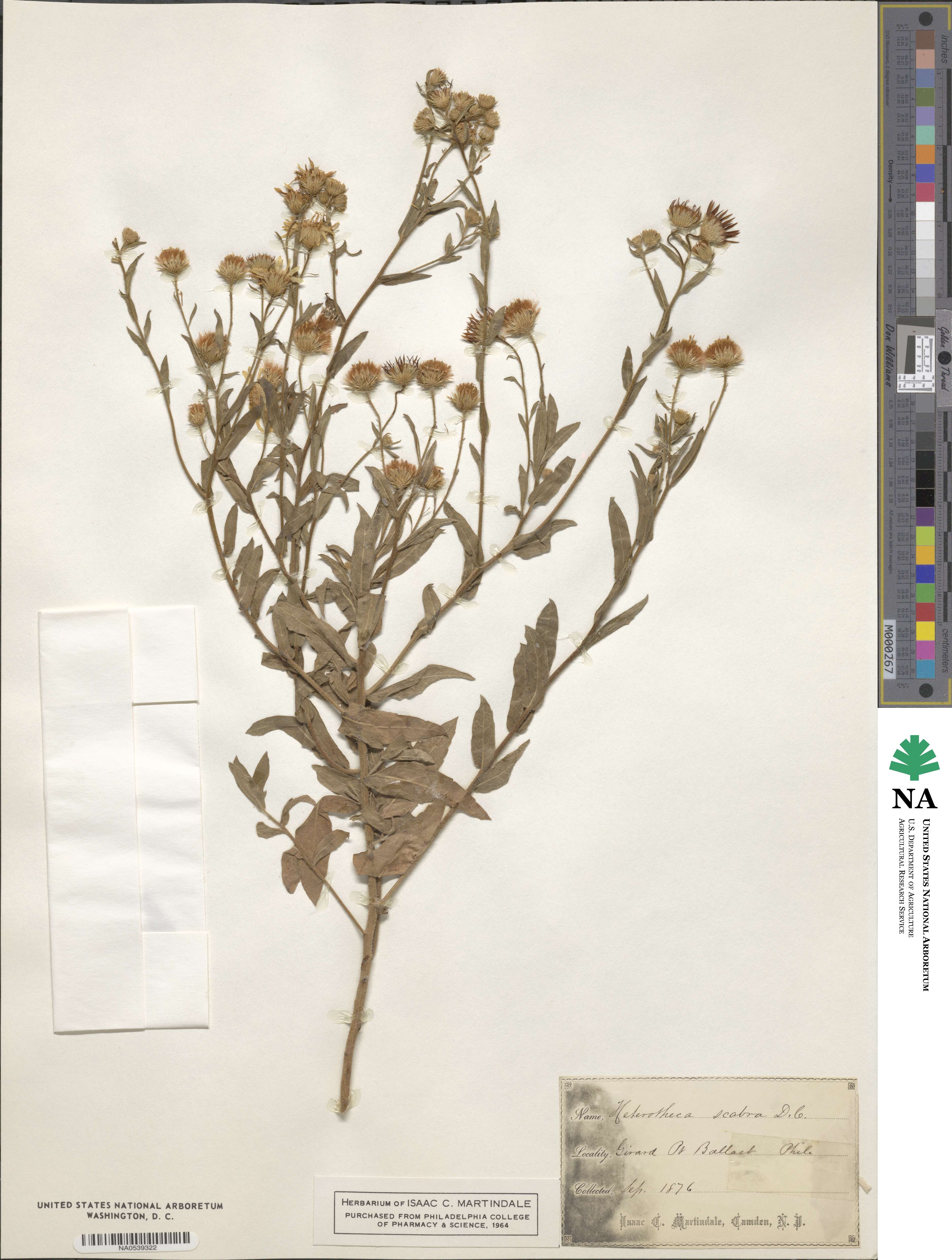 Heterotheca subaxillaris image