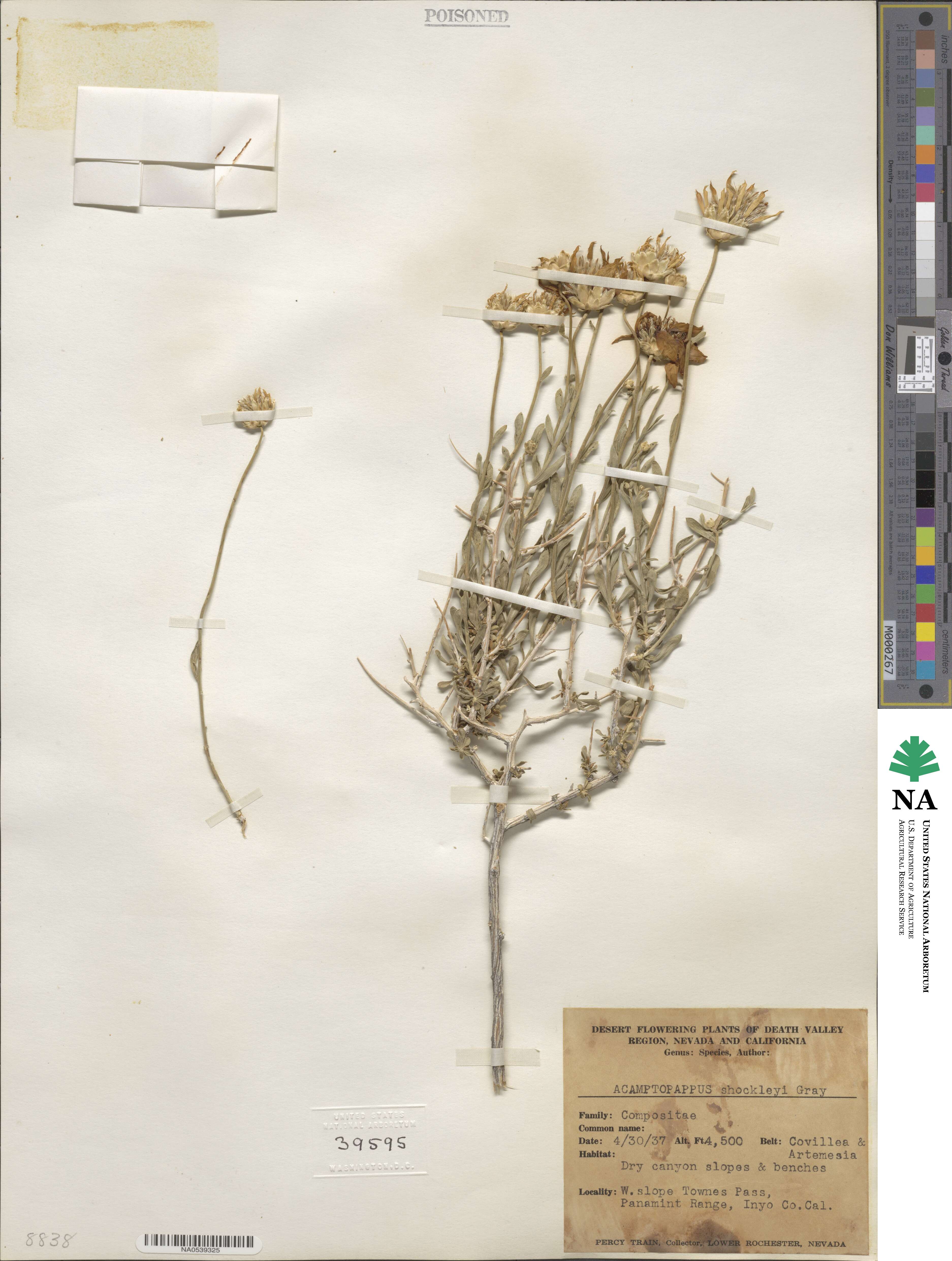 Acamptopappus shockleyi image