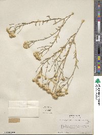 Acamptopappus sphaerocephalus image