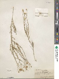 Acamptopappus sphaerocephalus image