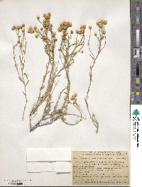 Acamptopappus sphaerocephalus image