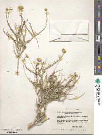 Acamptopappus sphaerocephalus image