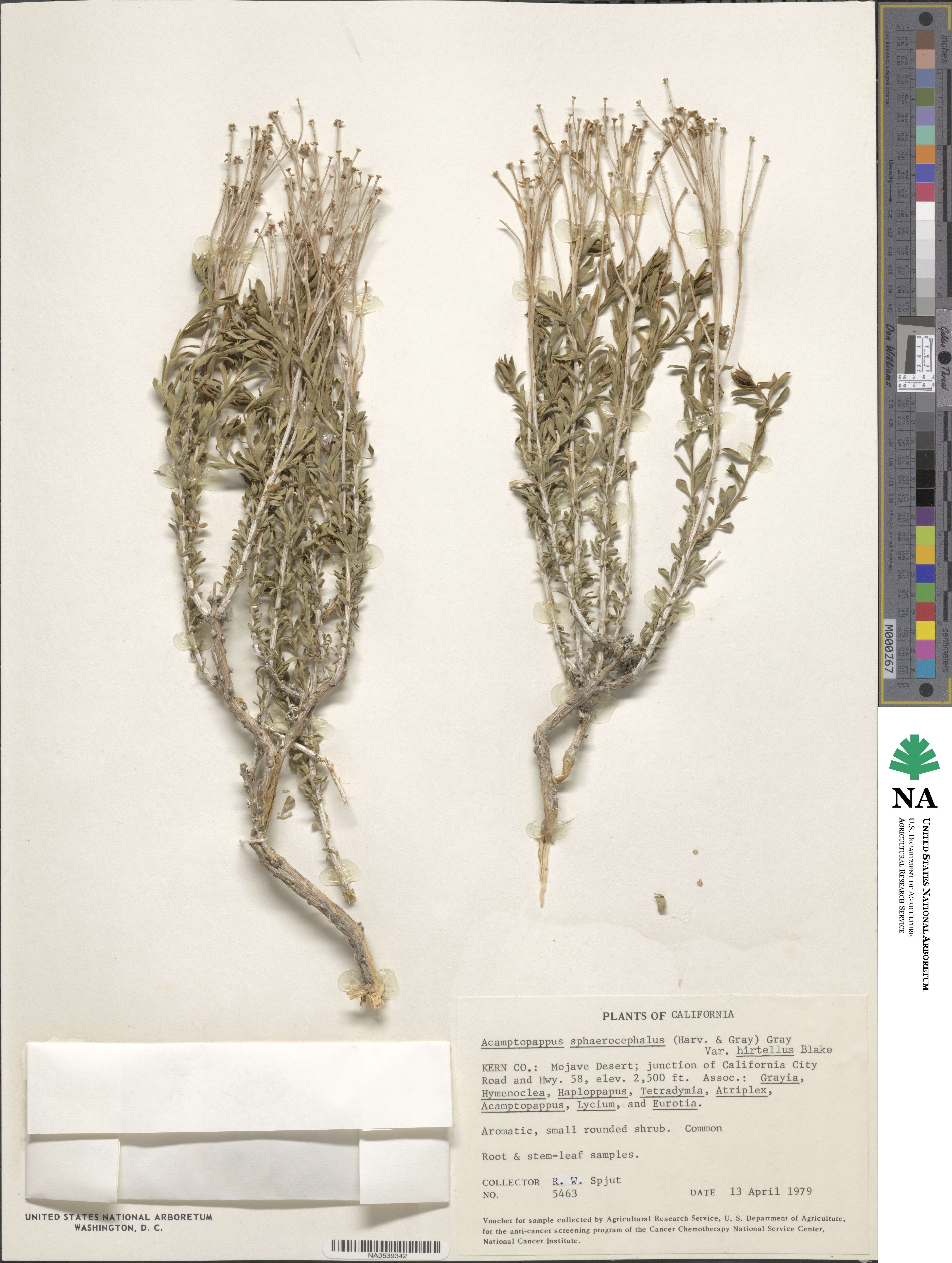 Acamptopappus image