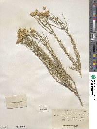 Acamptopappus sphaerocephalus image