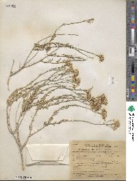Acamptopappus sphaerocephalus image