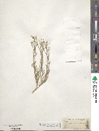 Acamptopappus sphaerocephalus image