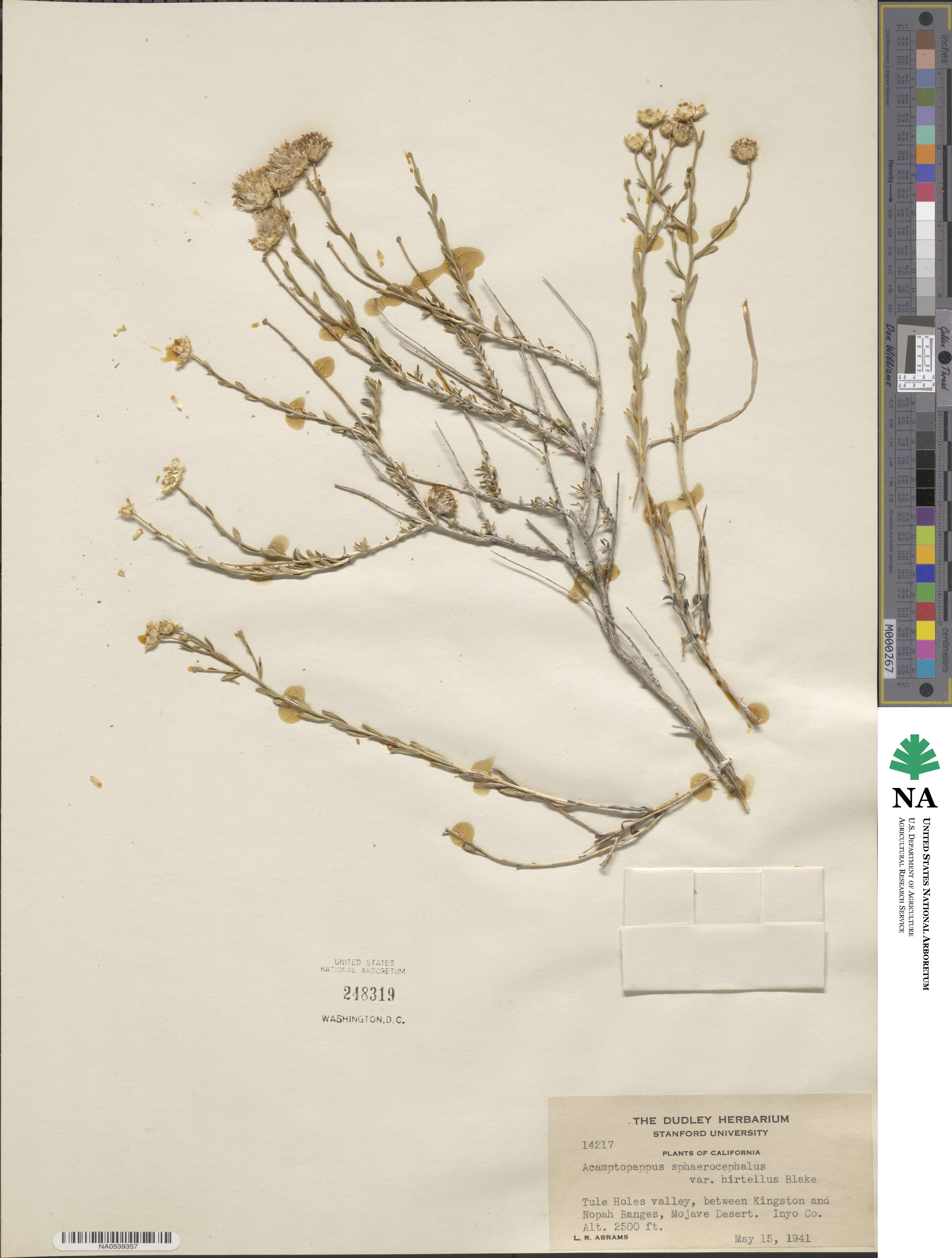 Acamptopappus sphaerocephalus var. hirtellus image