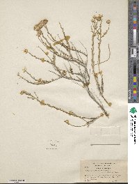 Acamptopappus sphaerocephalus image
