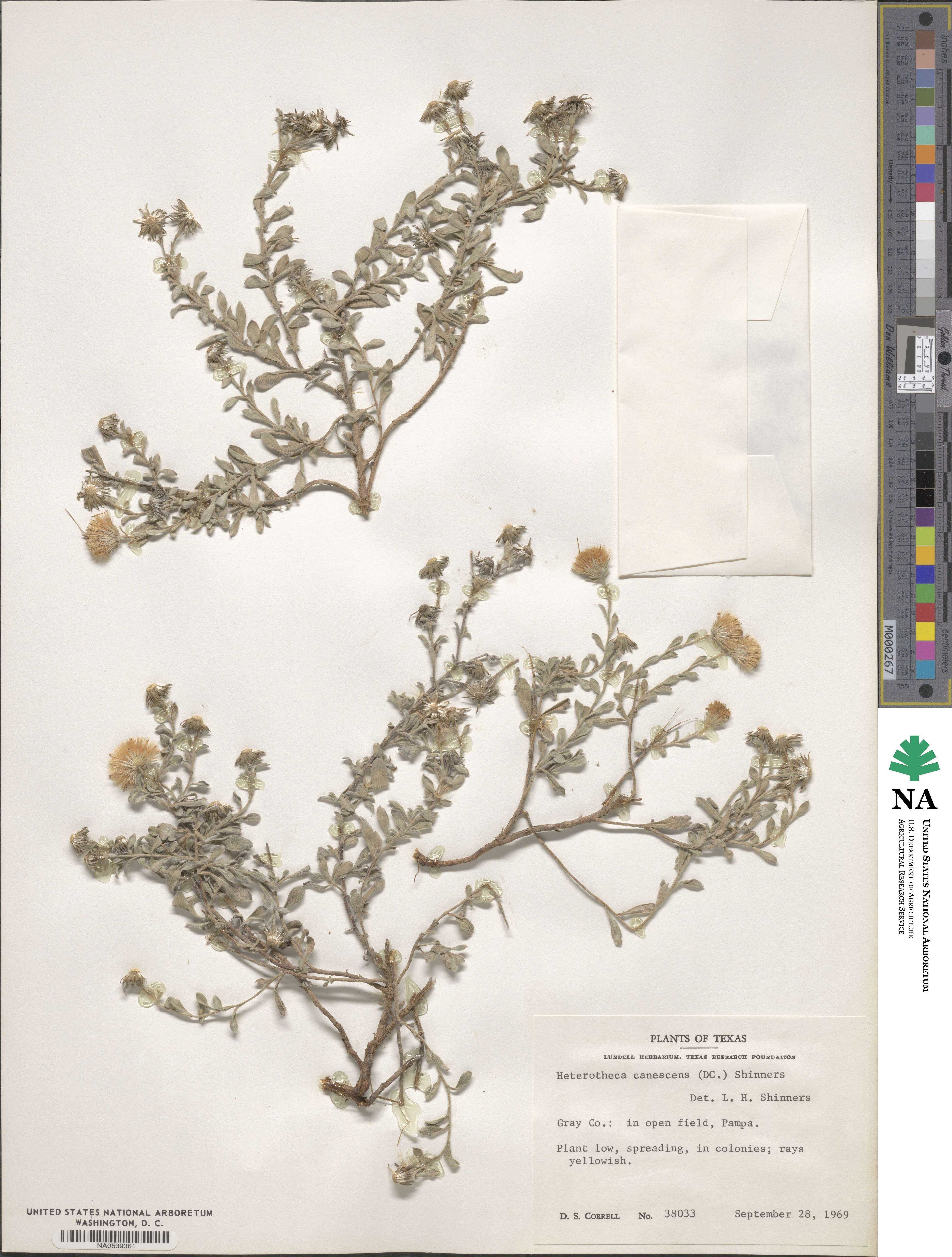Heterotheca canescens image