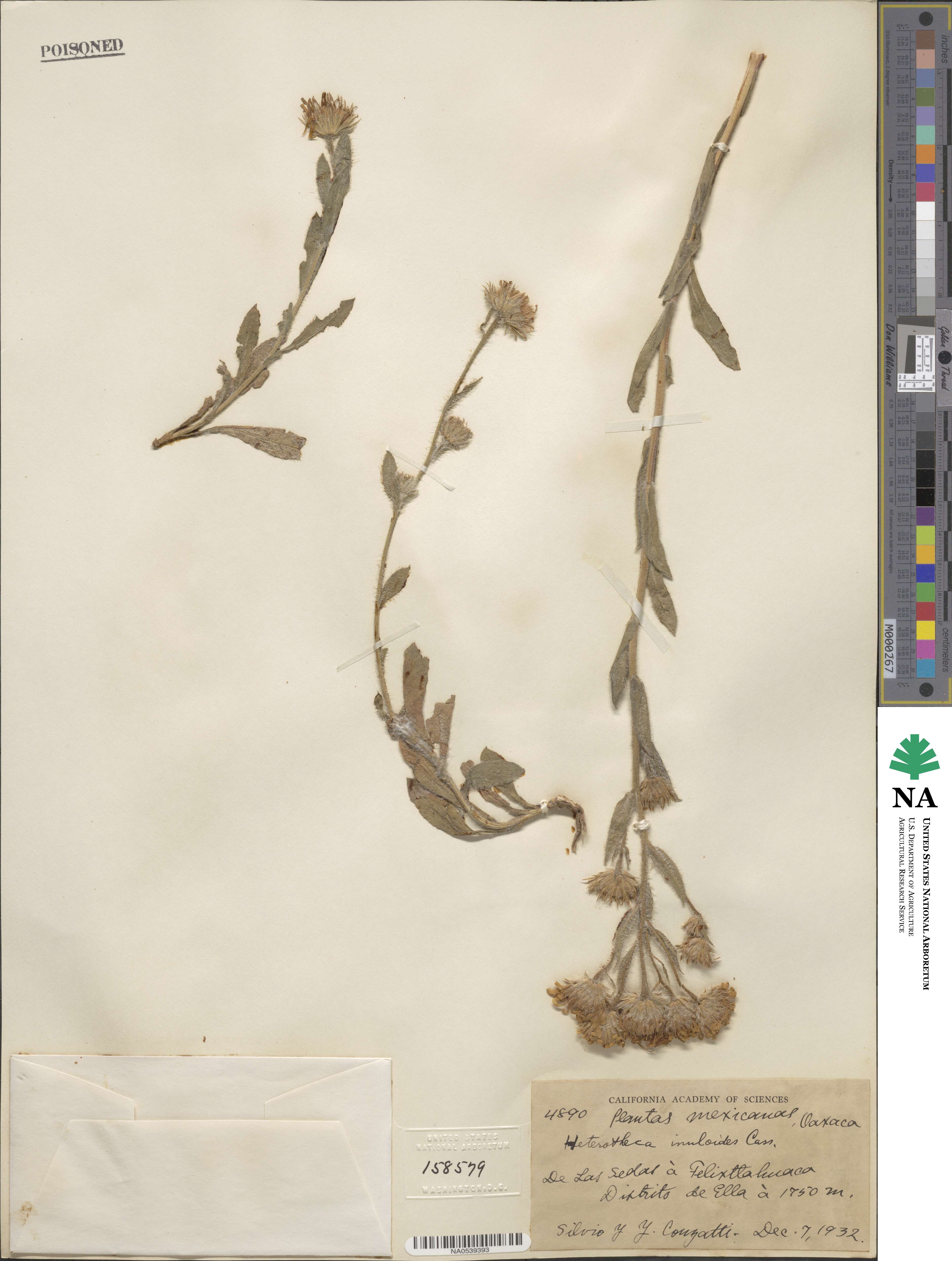 Heterotheca inuloides image