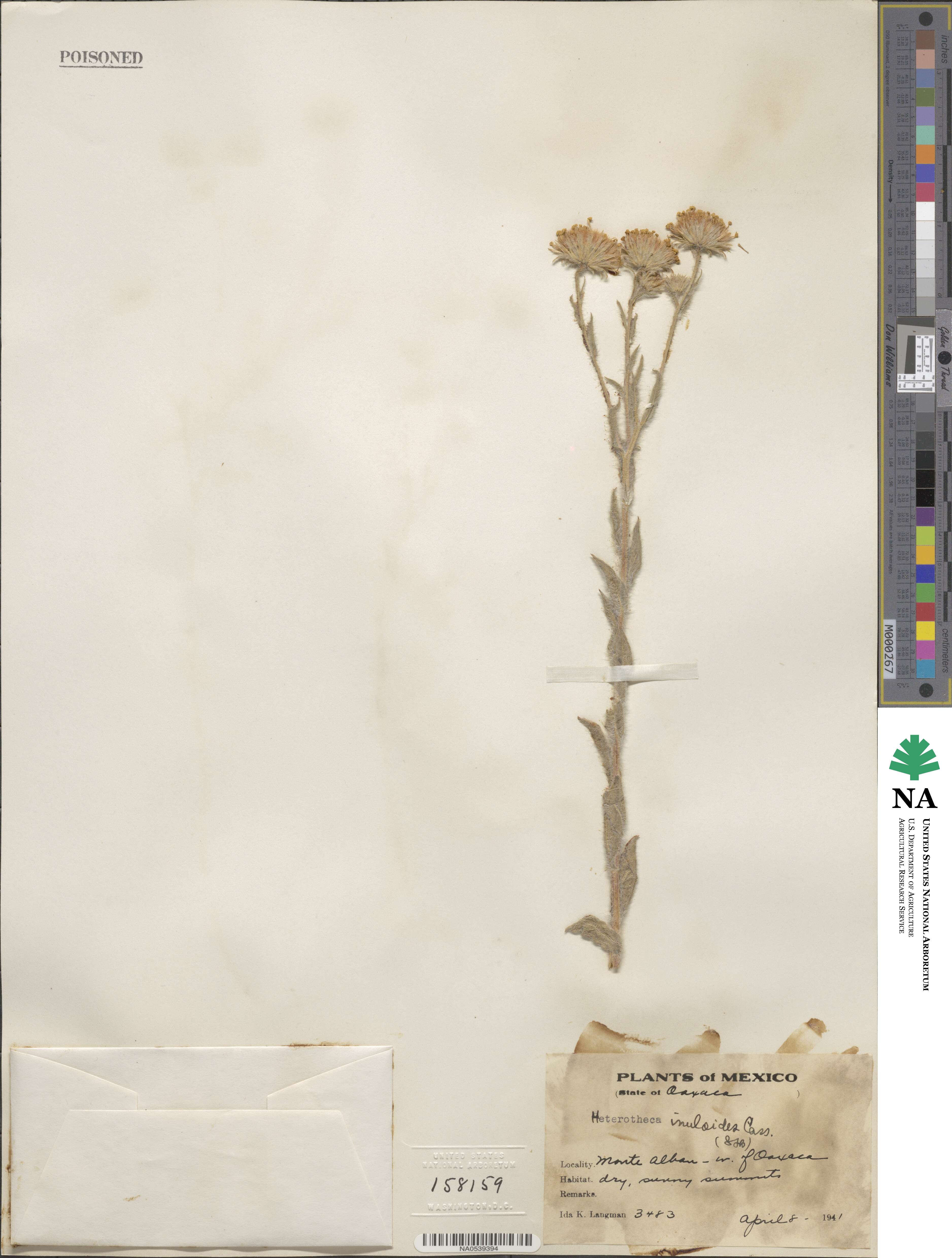 Heterotheca inuloides image