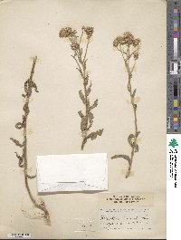 Heterotheca subaxillaris image