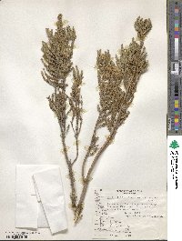 Chiliotrichum fuegianum image