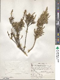 Chiliotrichum fuegianum image