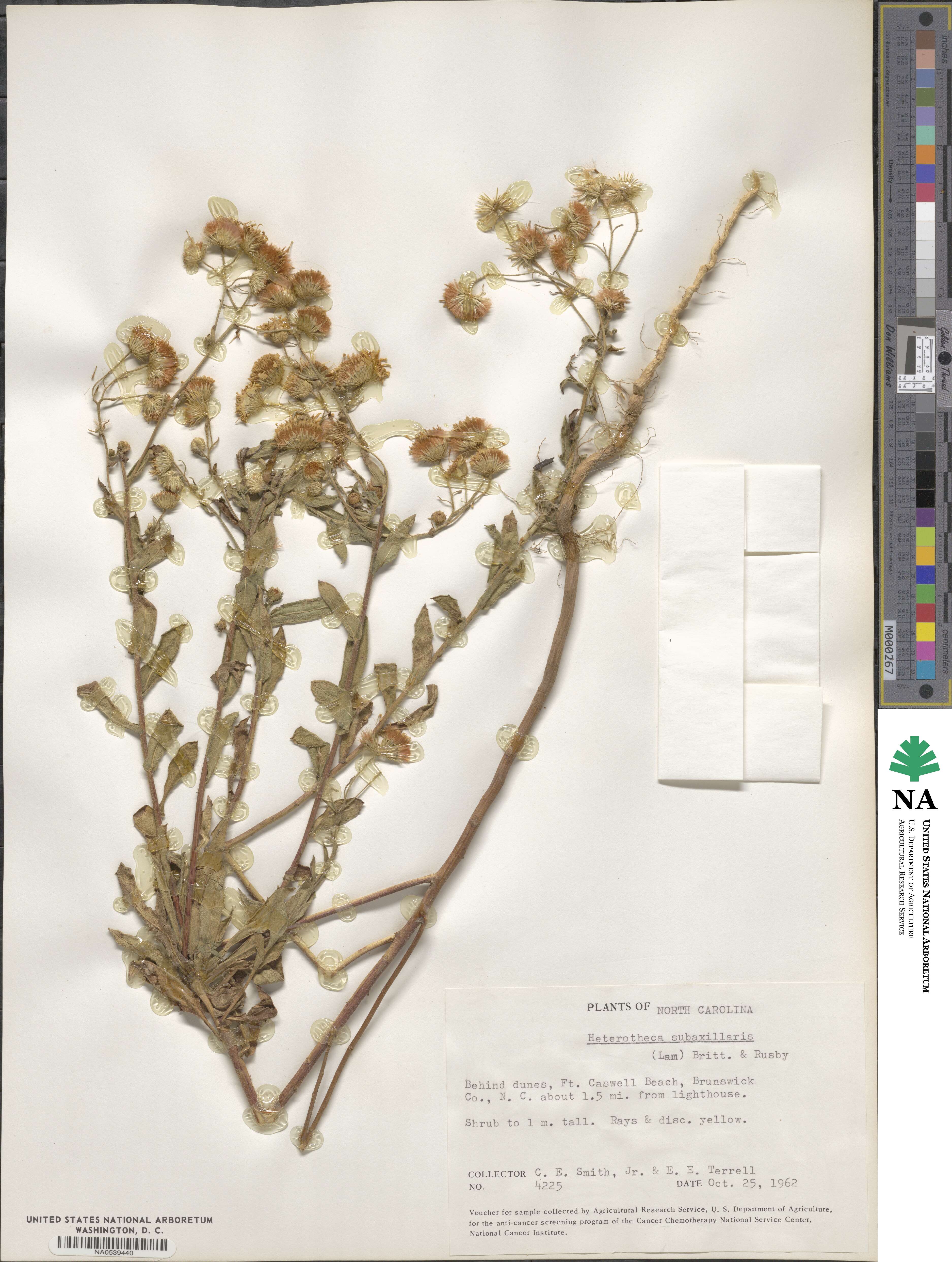 Heterotheca subaxillaris image