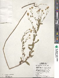 Heterotheca subaxillaris image