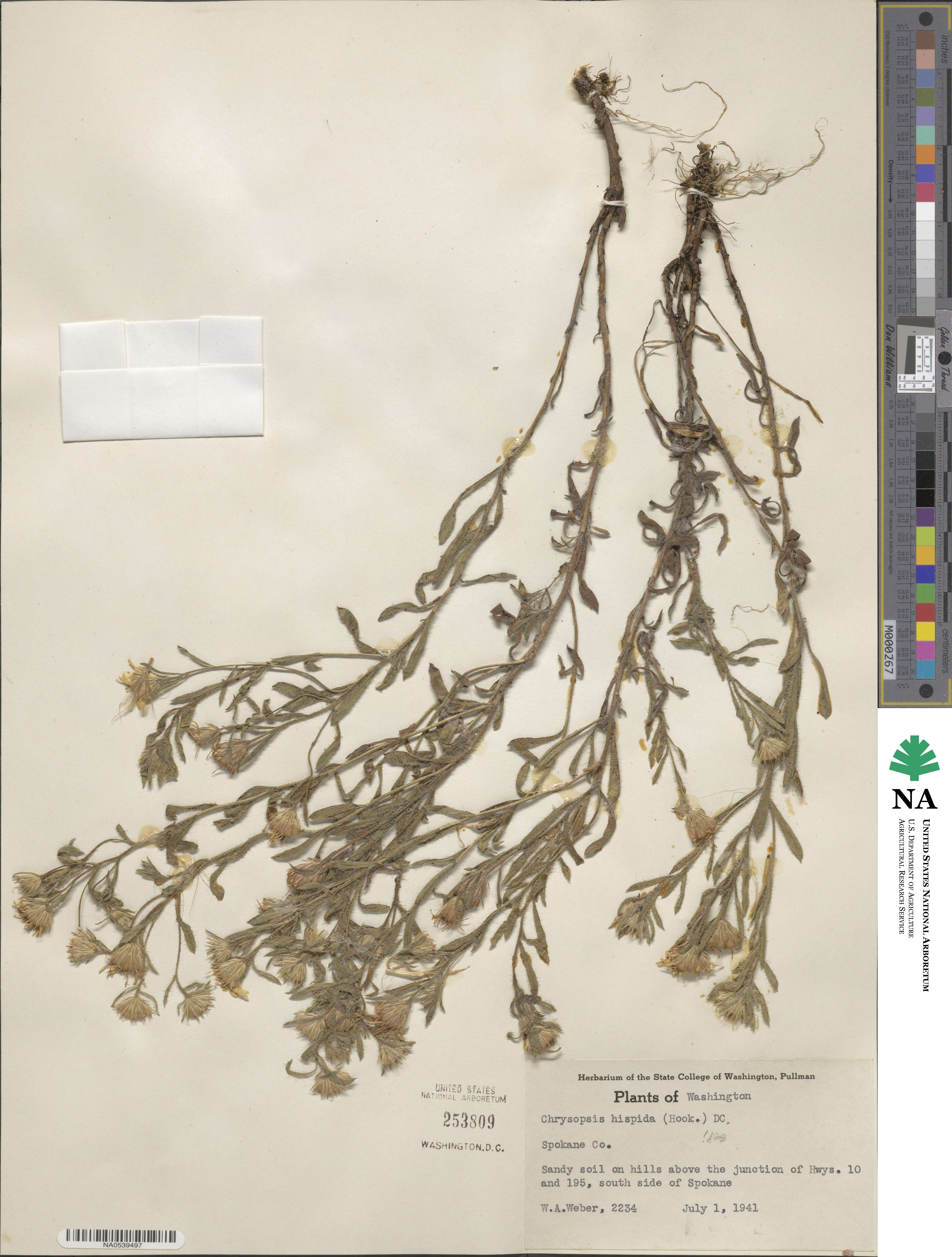 Heterotheca hispida image