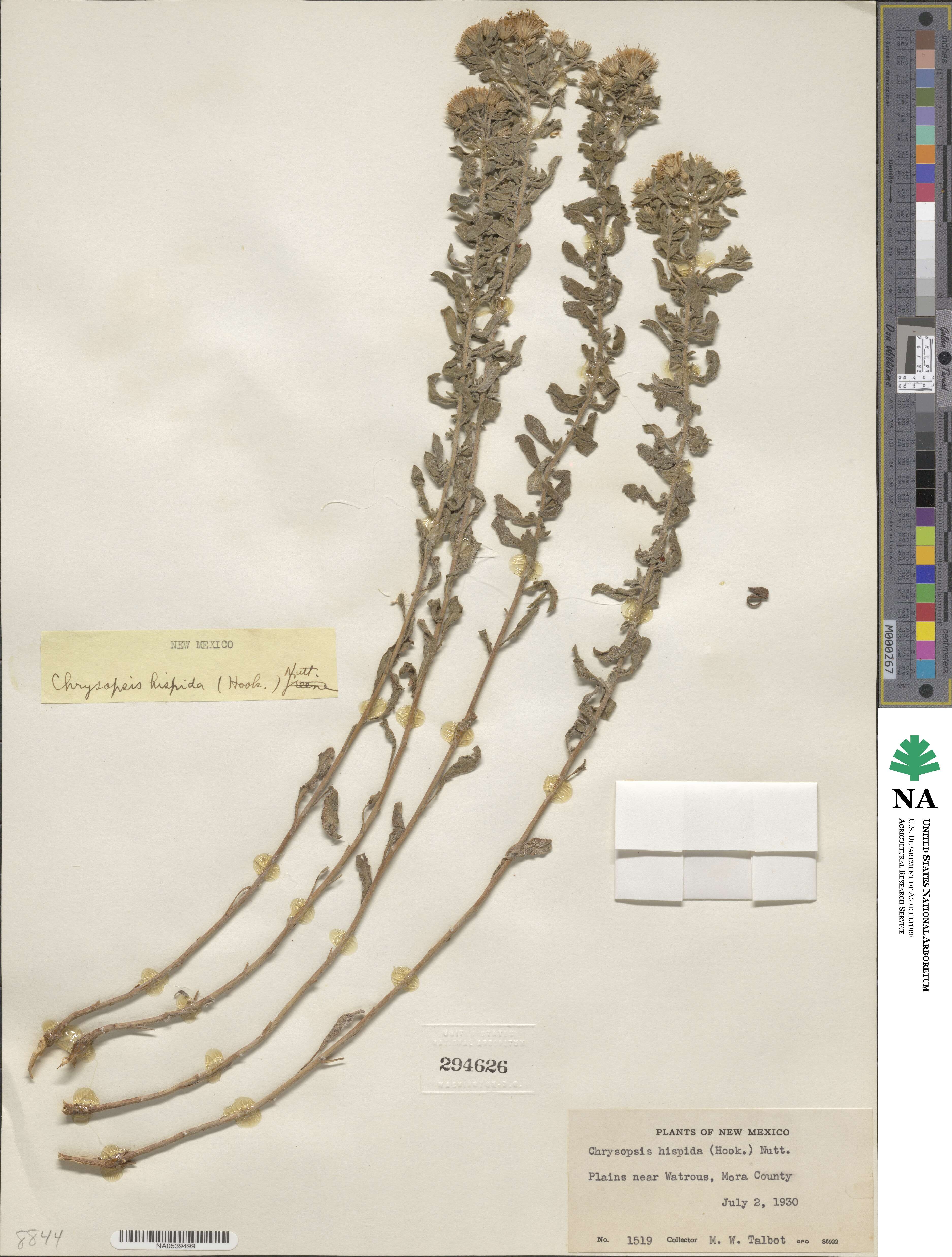 Heterotheca hispida image