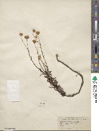 Chrysopsis gossypina subsp. hyssopifolia image