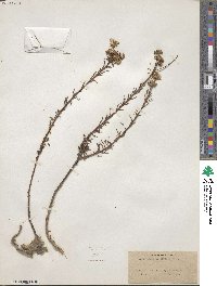 Chrysopsis gossypina subsp. hyssopifolia image