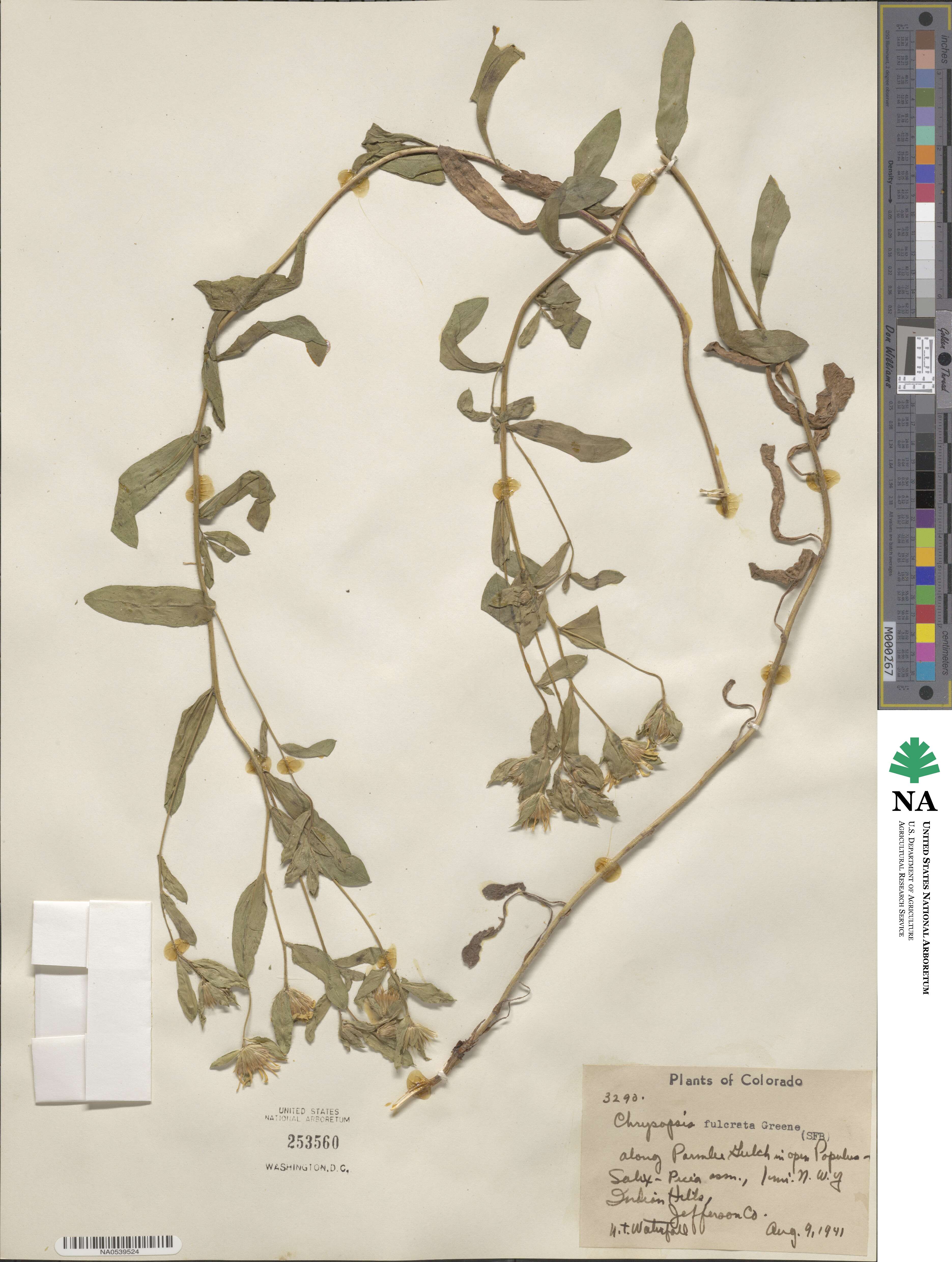 Heterotheca fulcrata image
