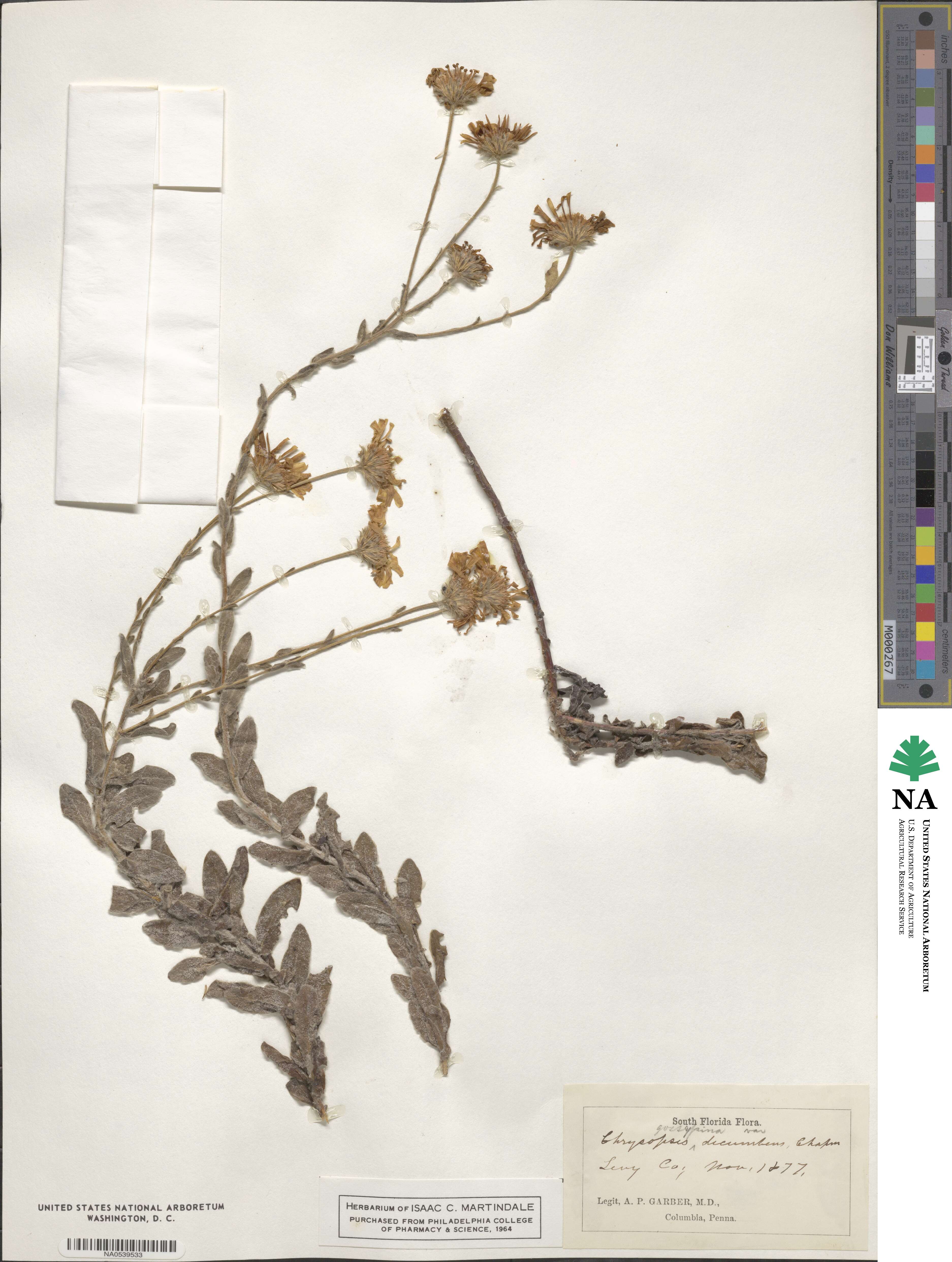 Chrysopsis gossypina image