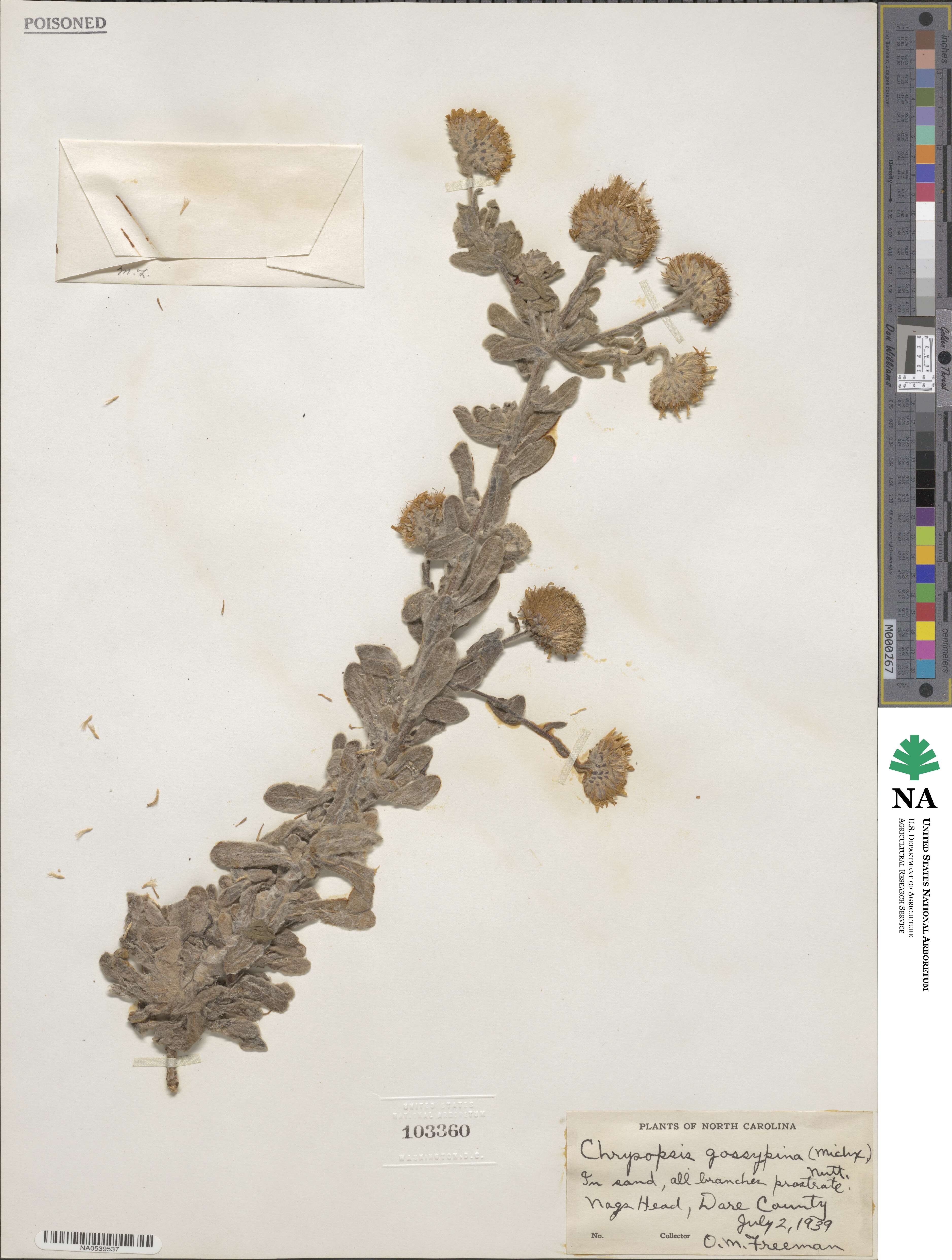 Chrysopsis gossypina image
