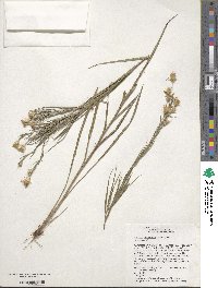 Pityopsis graminifolia image